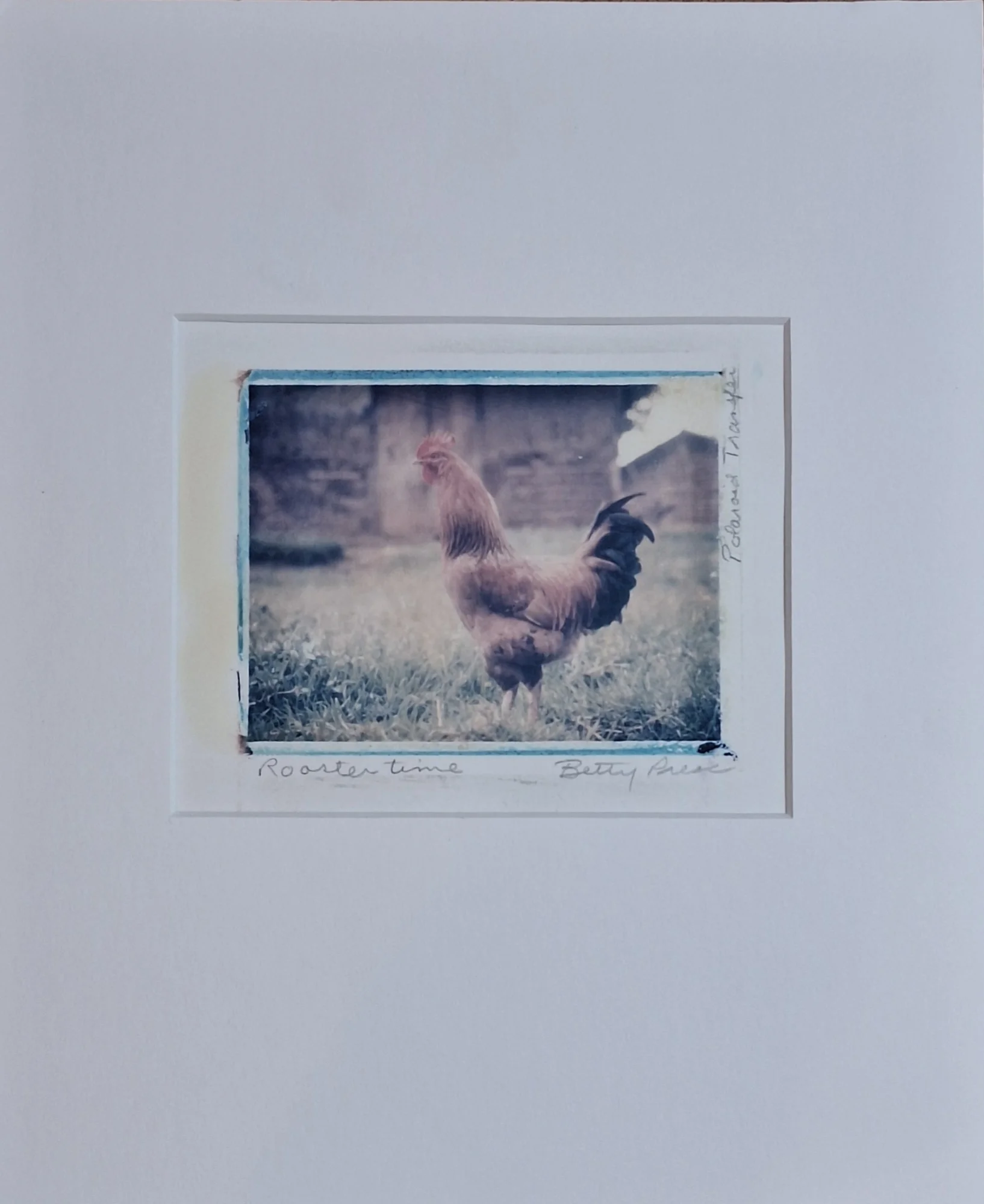 Rooster Time - Image 2
