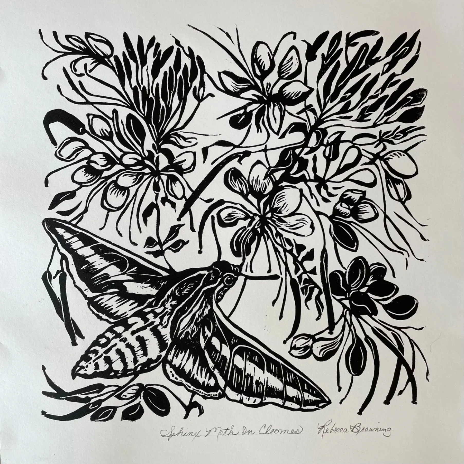 Sphinx Moth on Cleomes